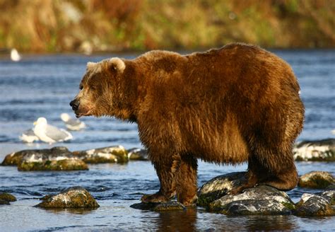 Kodiak medved - A Kodiak-medve a barna medve legnagyobb termetű alfaja, a jegesmedve mellett a legnagyobb medveféle. Feltehetően az utolsó jégkorszakban szigetelődött el a …